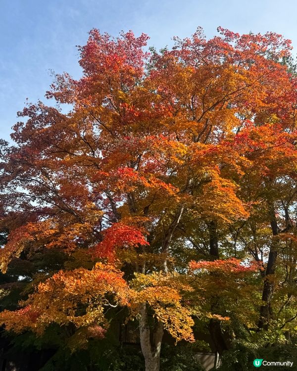 睇紅葉