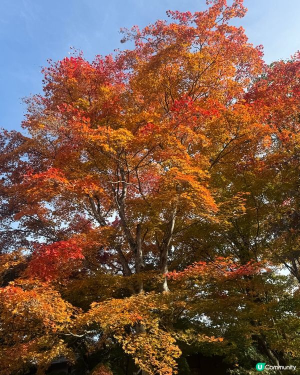 睇紅葉