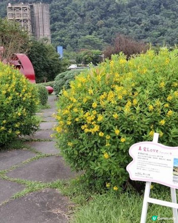 嘉義民雄【旺萊山愛情大草原】💖
