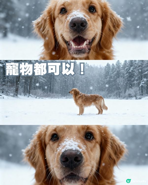 爆紅AI一鍵免費合成超唯美雪景照！人像/動物/卡通角色都玩到｜附教學懶人包