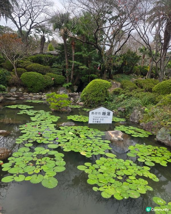 #日本好去處 #UCreator #日本櫻花 #旅行打卡 #...