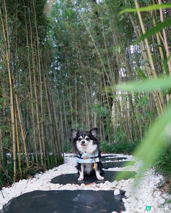 丁劍俠🗡️ 喺竹林秘密修練武功🎋