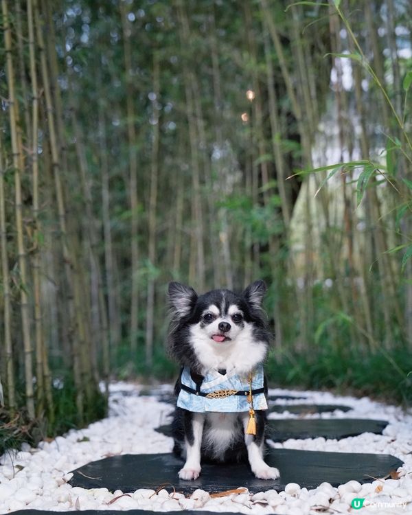 丁劍俠🗡️ 喺竹林秘密修練武功🎋