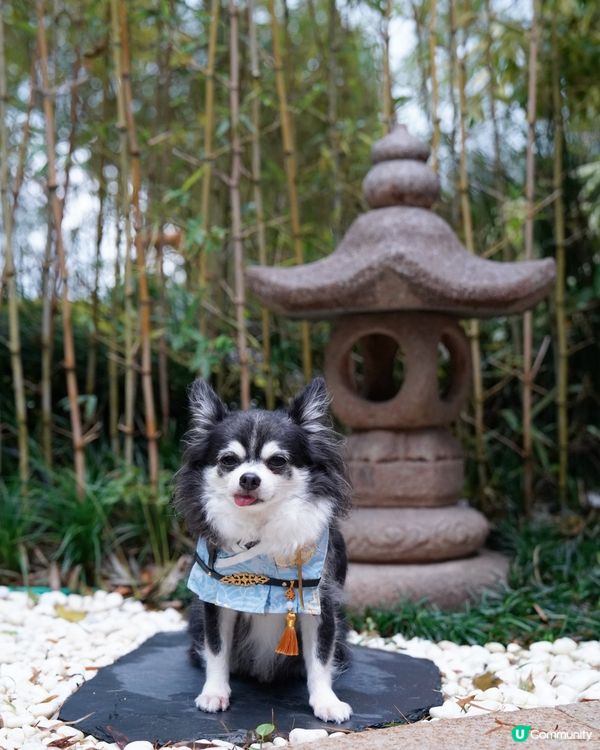 丁劍俠🗡️ 喺竹林秘密修練武功🎋