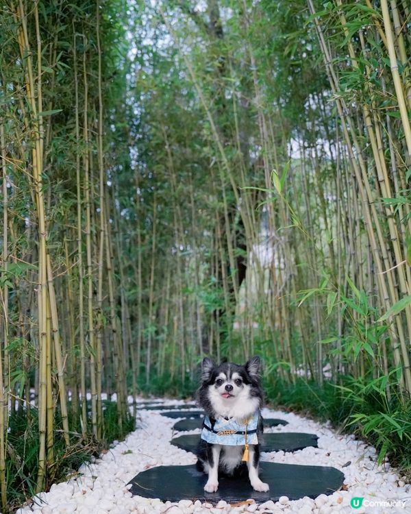 丁劍俠🗡️ 喺竹林秘密修練武功🎋