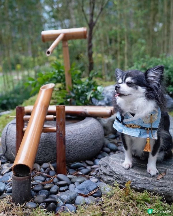 丁劍俠🗡️ 喺竹林秘密修練武功🎋