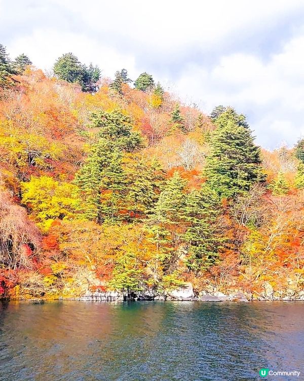 十和田湖紅葉🍁！東北賞楓好去處！🤩