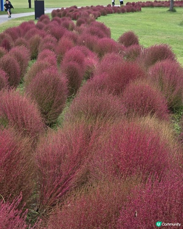 福岡篇：海之中道海濱公園一日遊攻略