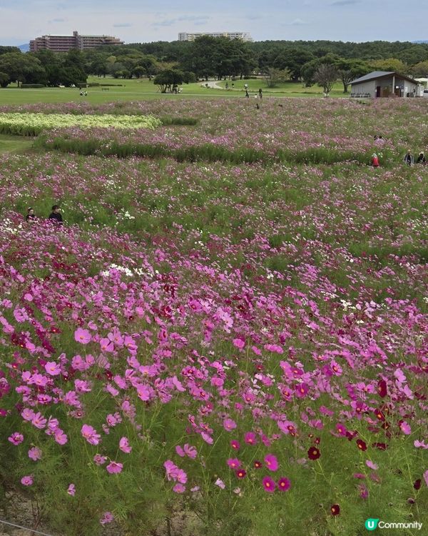 福岡篇：海之中道海濱公園一日遊攻略