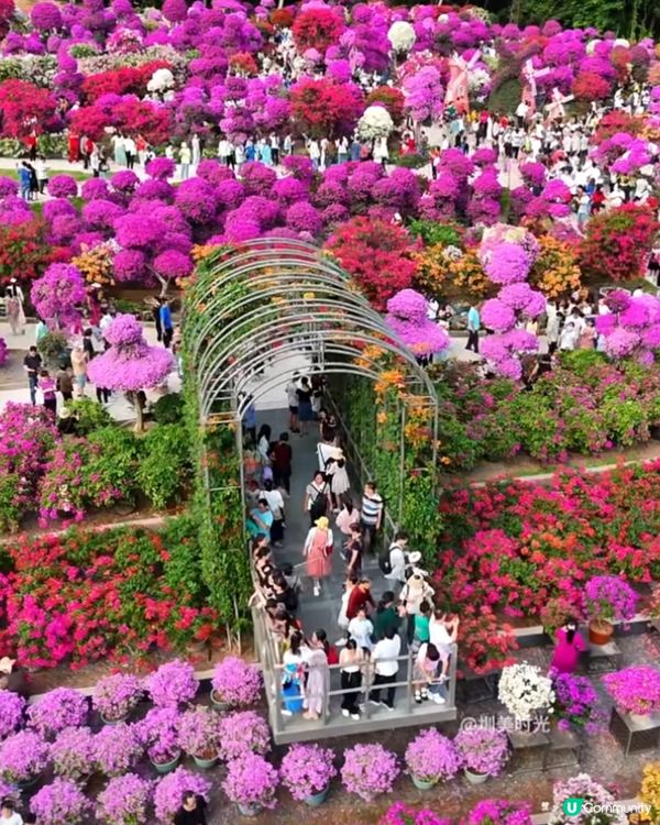 深圳蓮花山花展2025！免費賞花攻略🌸🤩