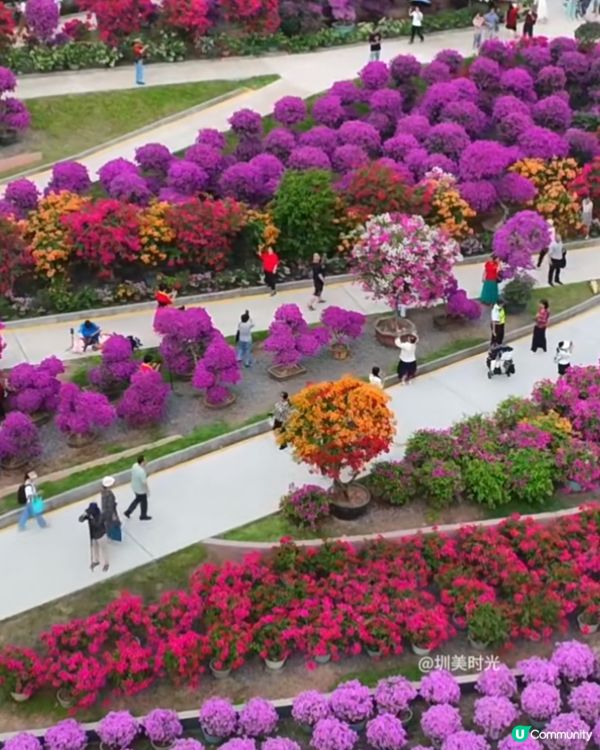 深圳蓮花山花展2025！免費賞花攻略🌸🤩