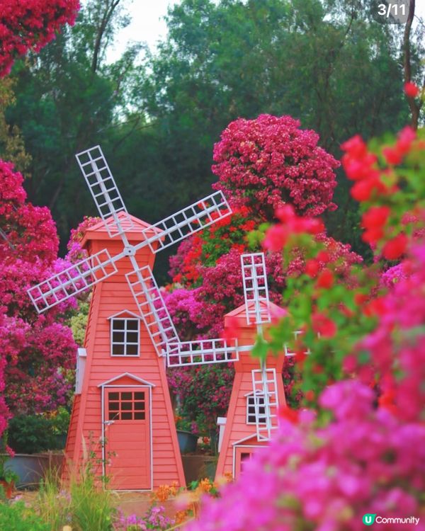 深圳蓮花山花展2025！免費賞花攻略🌸🤩