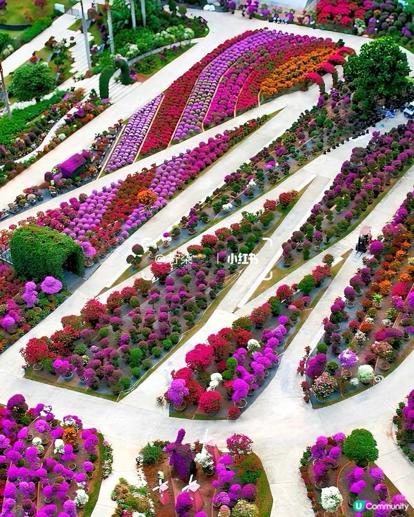 深圳蓮花山花展2025！免費賞花攻略🌸🤩