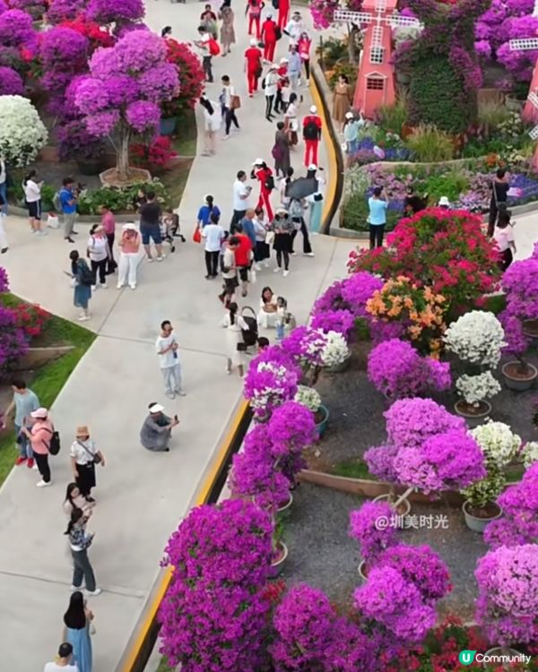 深圳蓮花山花展2025！免費賞花攻略🌸🤩