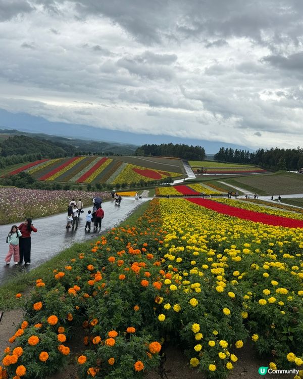 北海道自由行主線任務：富良野四季彩之丘
