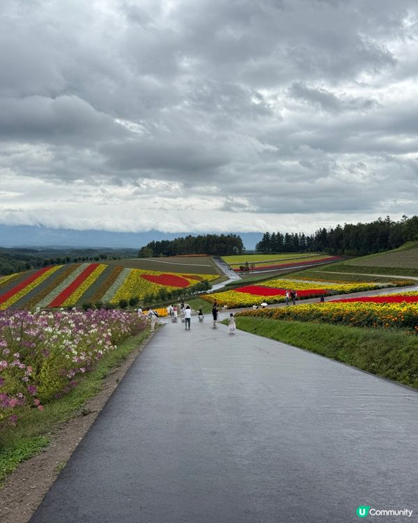 北海道自由行主線任務：富良野四季彩之丘