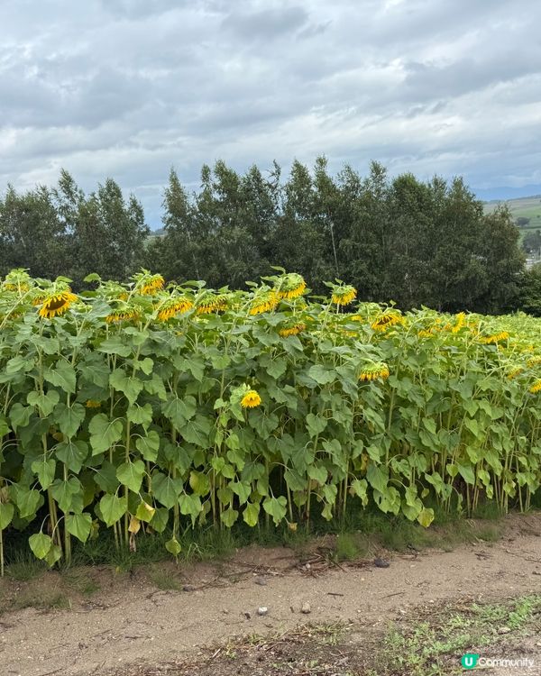 北海道自由行主線任務：富良野四季彩之丘