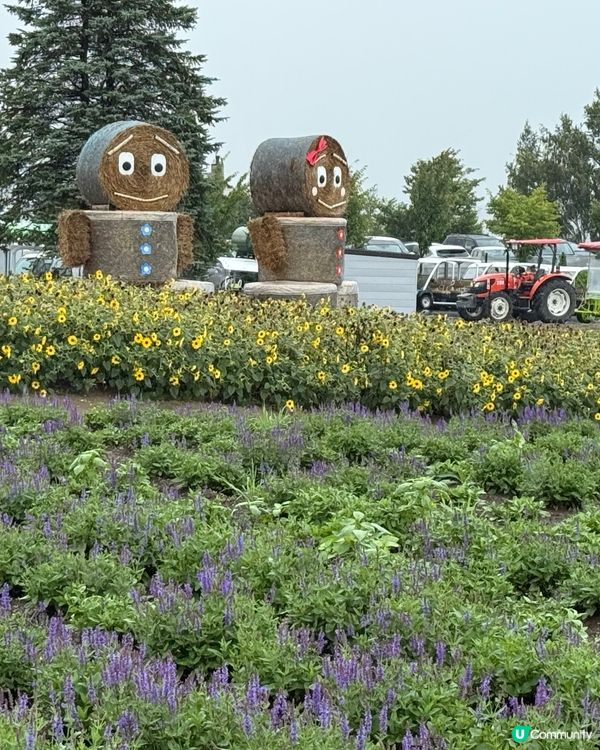 北海道自由行主線任務：富良野四季彩之丘