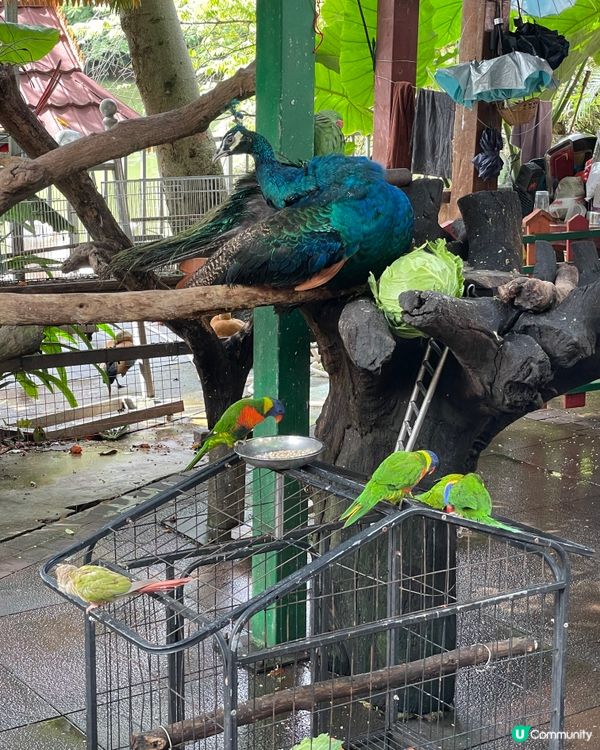 🌿 曼聽御花園｜昔日傣王的靈魂之園