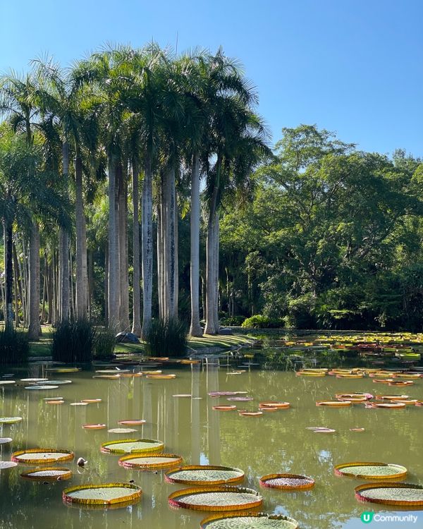 西雙版納植物園🌿！觀光車遊園攻略🚌！ 