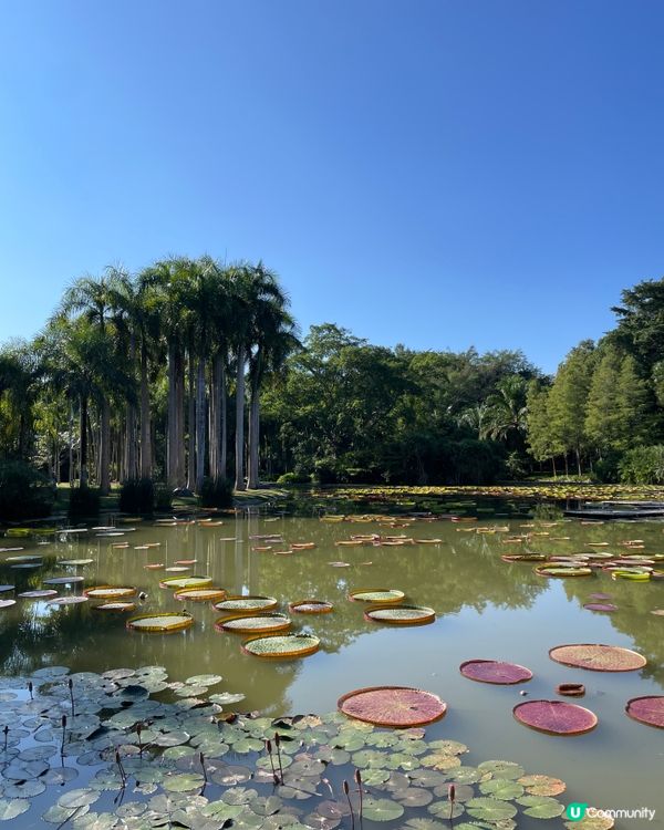 西雙版納植物園🌿！觀光車遊園攻略🚌！ 