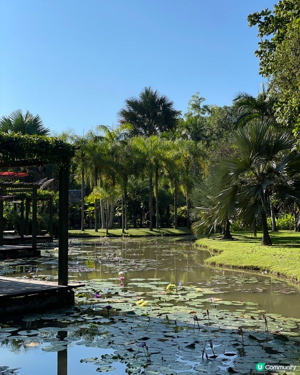 西雙版納植物園🌿！觀光車遊園攻略🚌！ 