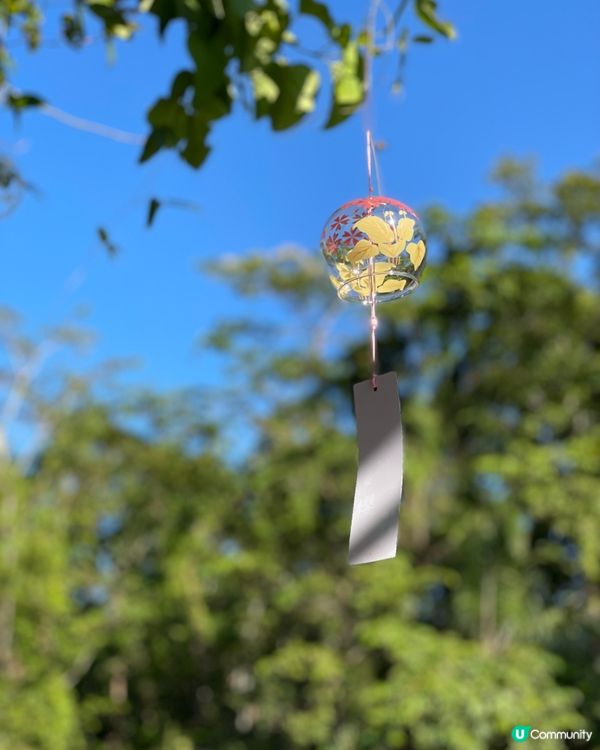 西雙版納植物園🌿！觀光車遊園攻略🚌！ 