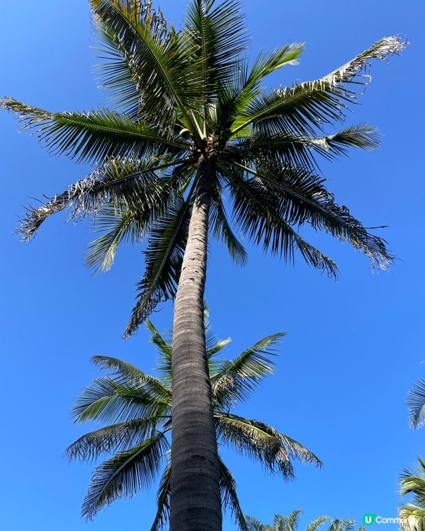 西雙版納植物園🌿！觀光車遊園攻略🚌！ 