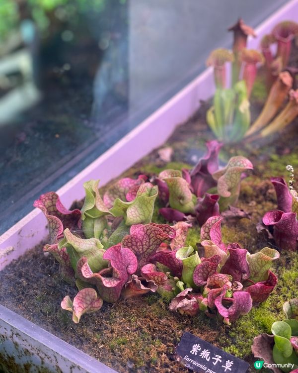 西雙版納植物園🌿！觀光車遊園攻略🚌！ 