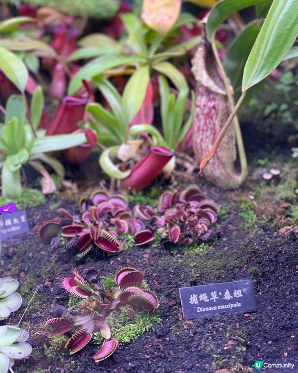 西雙版納植物園🌿！觀光車遊園攻略🚌！ 