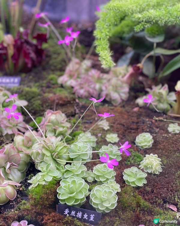 西雙版納植物園🌿！觀光車遊園攻略🚌！ 