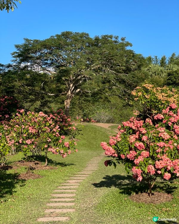 西雙版納植物園🌿！觀光車遊園攻略🚌！ 