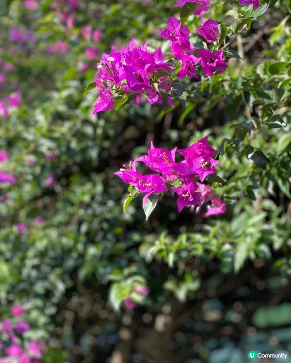 西雙版納植物園🌿！觀光車遊園攻略🚌！ 