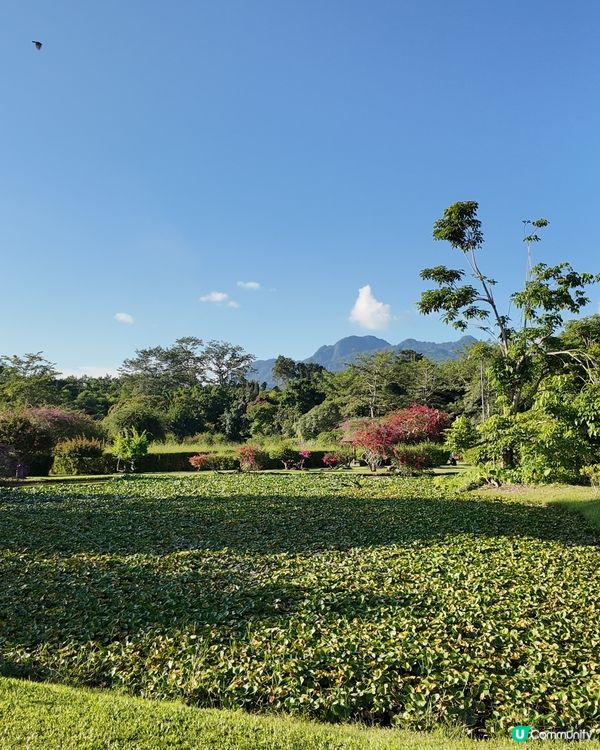西雙版納植物園🌿！觀光車遊園攻略🚌！ 