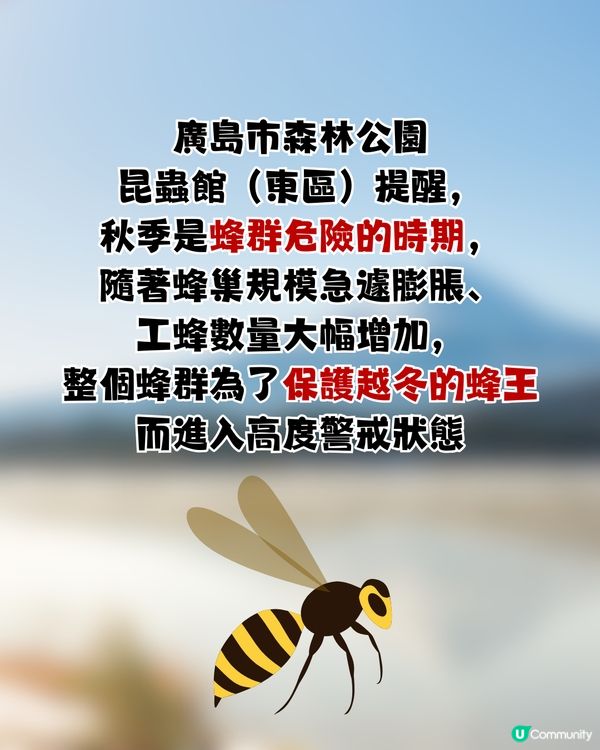 遊日必讀！防熊「大叫」反惹黃蜂狂襲😱19人登山受傷！園方提醒：秋季屬危險期🚨附3大防熊自保新法