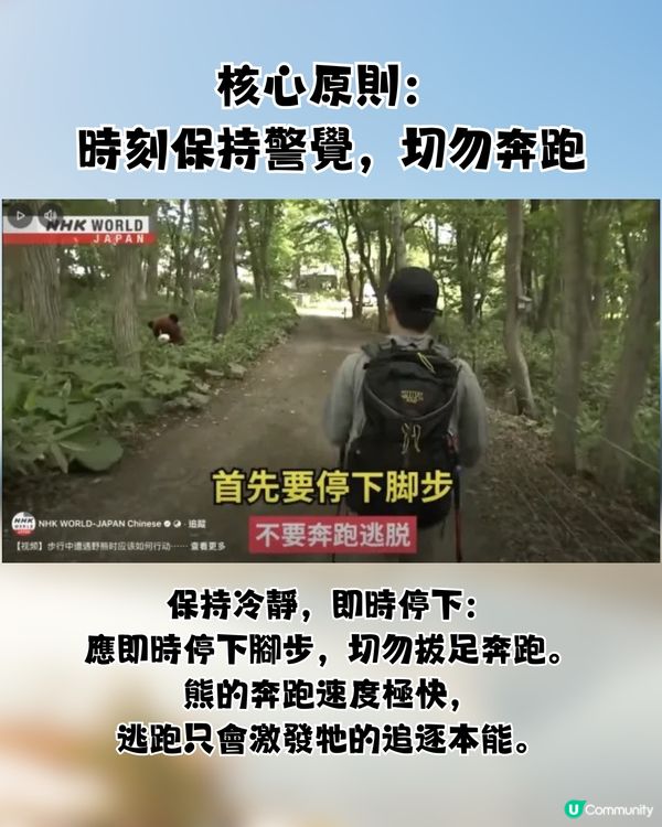 遊日必讀！防熊「大叫」反惹黃蜂狂襲😱19人登山受傷！園方提醒：秋季屬危險期🚨附3大防熊自保新法