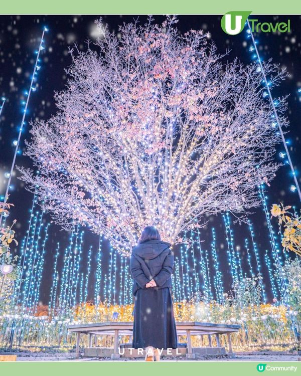 2025 「日本三大光影節」：500萬燈泡 x 逼真花香！