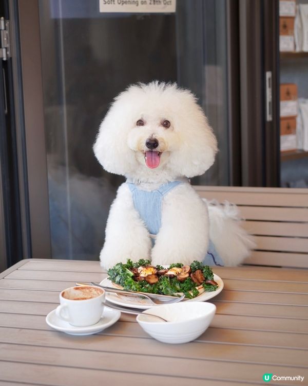 好消息！北角有寵物友善咖啡店新開張🥳！