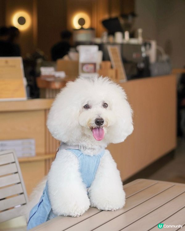 好消息！北角有寵物友善咖啡店新開張🥳！