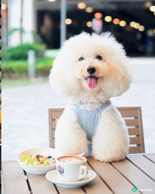 好消息！北角有寵物友善咖啡店新開張🥳！