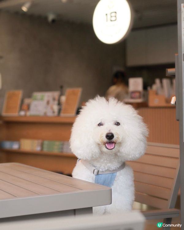 好消息！北角有寵物友善咖啡店新開張🥳！