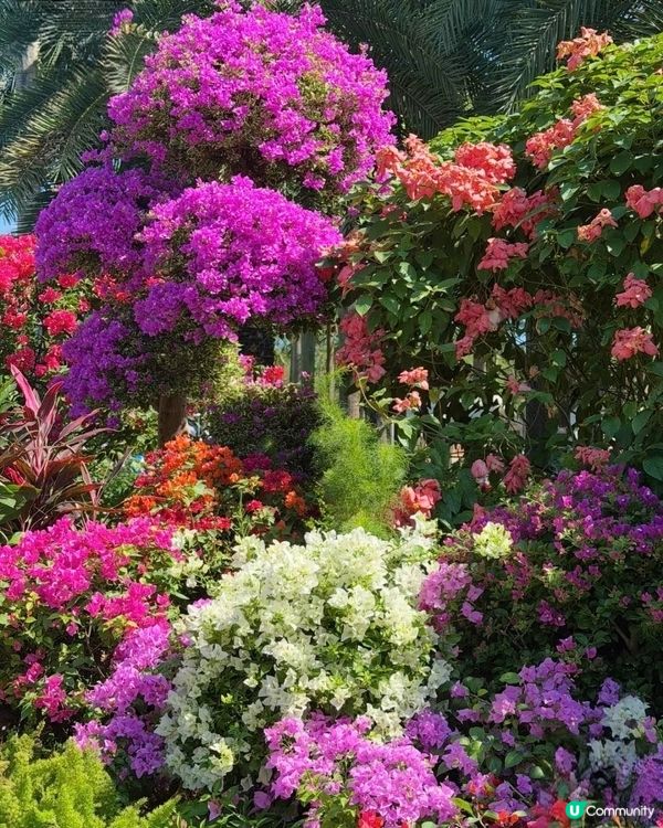 🌺我愛花花🌺之簕杜鵑花展1107#深圳花海#開幕啦