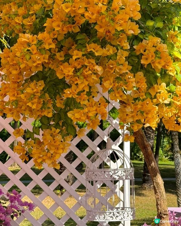 🌺我愛花花🌺之簕杜鵑花展1107#深圳花海#開幕啦