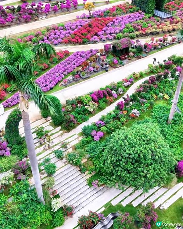 🌺我愛花花🌺之簕杜鵑花展1107#深圳花海#開幕啦