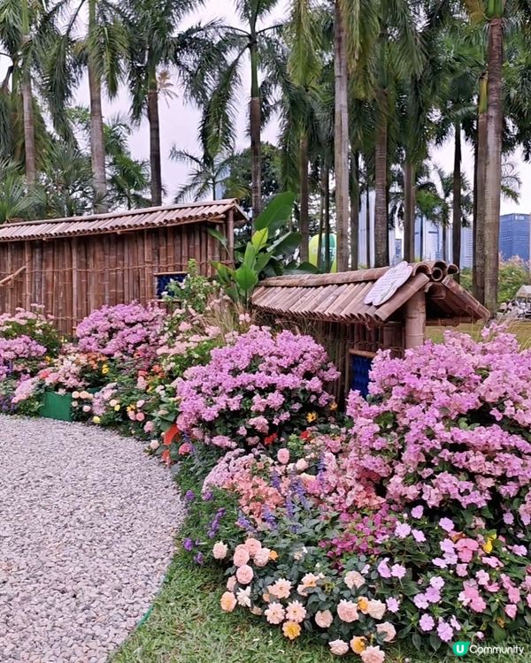 🌺我愛花花🌺之簕杜鵑花展1107#深圳花海#開幕啦