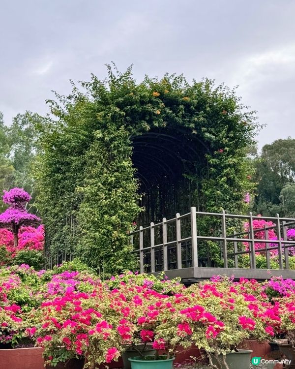 🌺我愛花花🌺之簕杜鵑花展1107#深圳花海#開幕啦