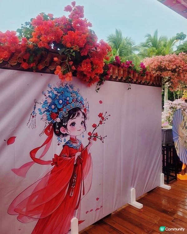 🌺我愛花花🌺之簕杜鵑花展1107#深圳花海#開幕啦