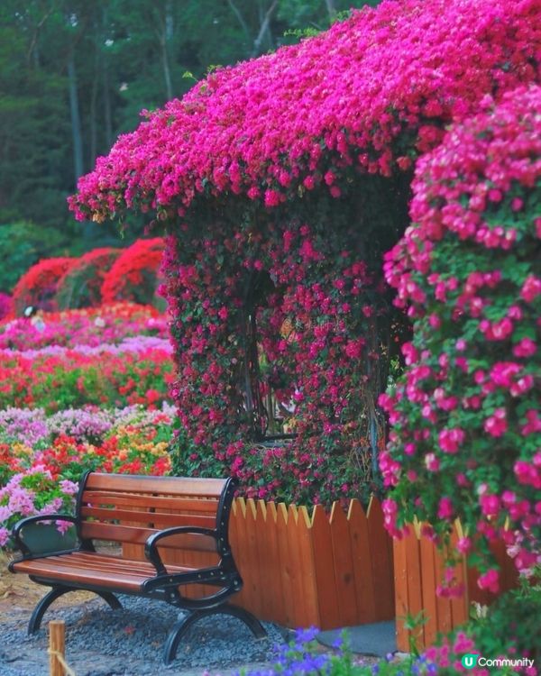 🌺我愛花花🌺之簕杜鵑花展1107#深圳花海#開幕啦