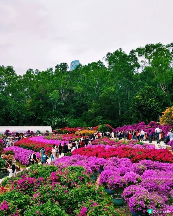 🌺我愛花花🌺之簕杜鵑花展1107#深圳花海#開幕啦