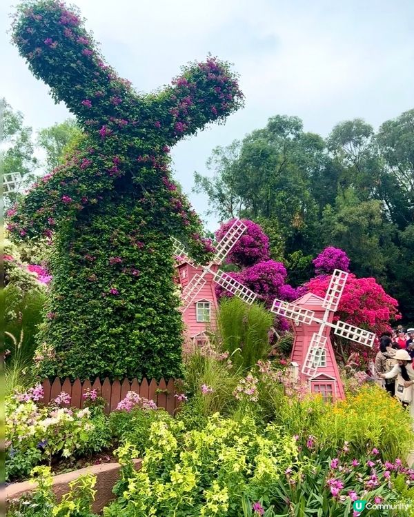 🌺我愛花花🌺之簕杜鵑花展1107#深圳花海#開幕啦